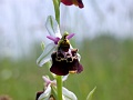 36_Ophrys bourdon_3